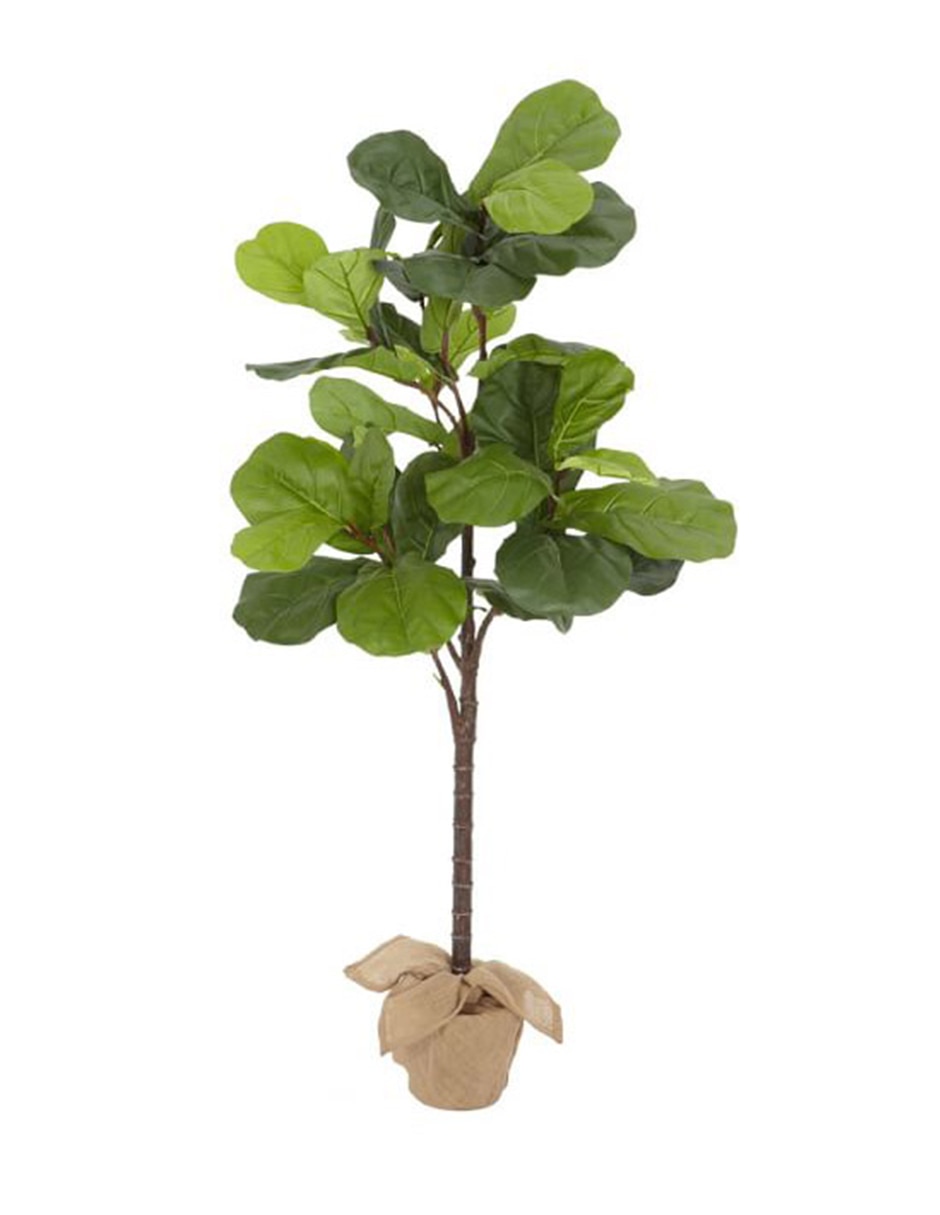 Árbol Fiddle Leaf 2.10 m con maceta