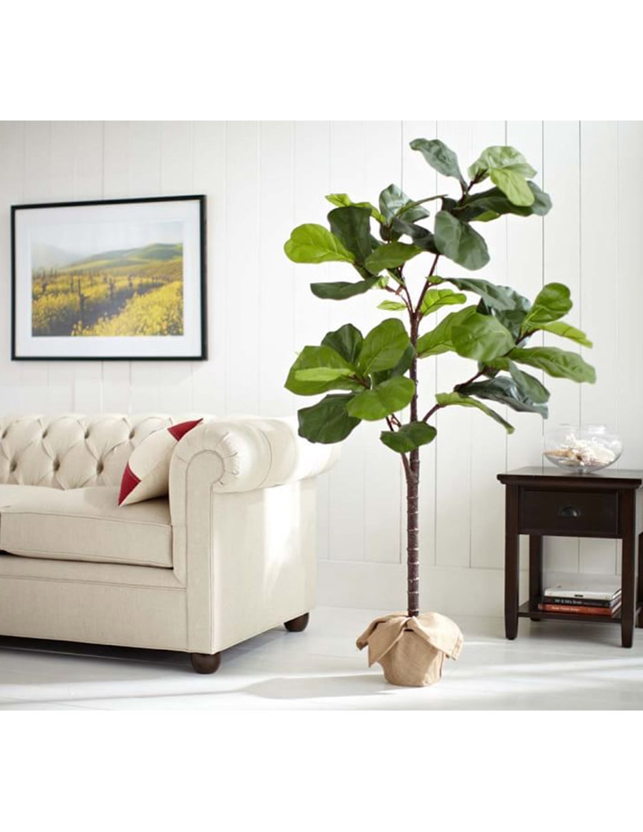 Árbol Fiddle Leaf 2.10 m con maceta