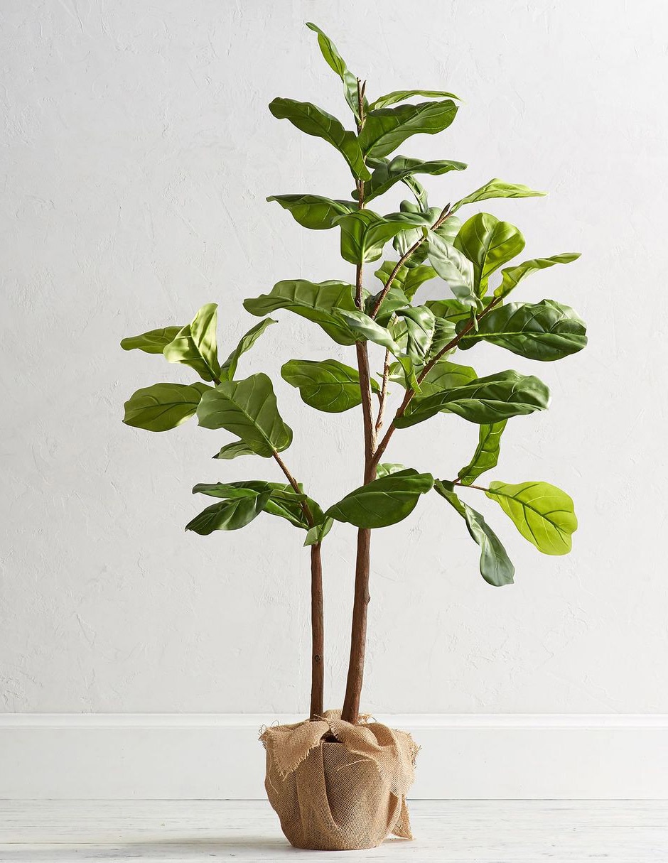 Ficus Faux Fiddle Leaf 165 cm