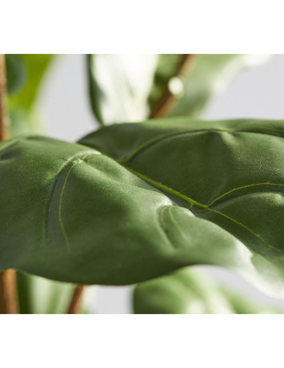 Ficus Faux Fiddle Leaf 165 cm