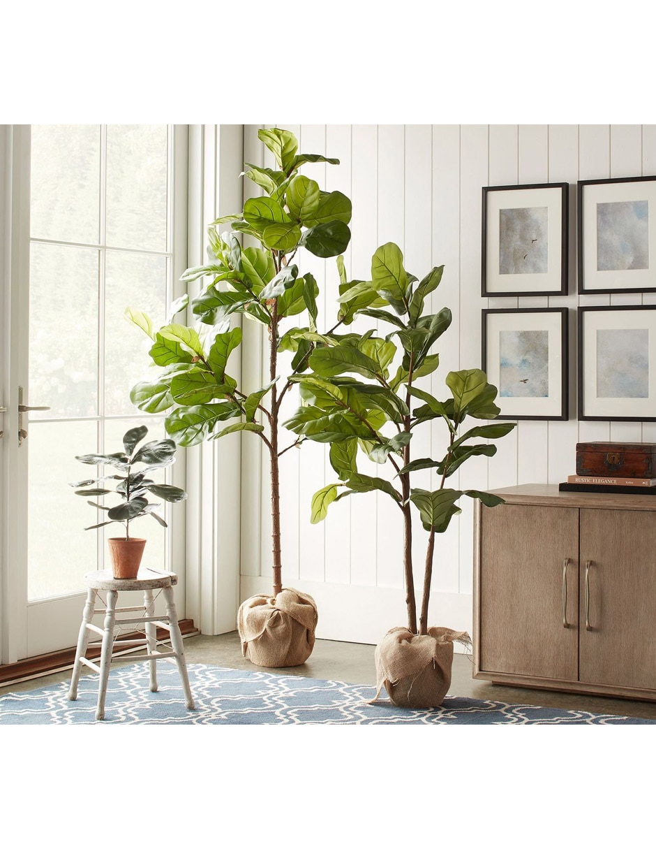 Ficus Faux Fiddle Leaf 165 cm