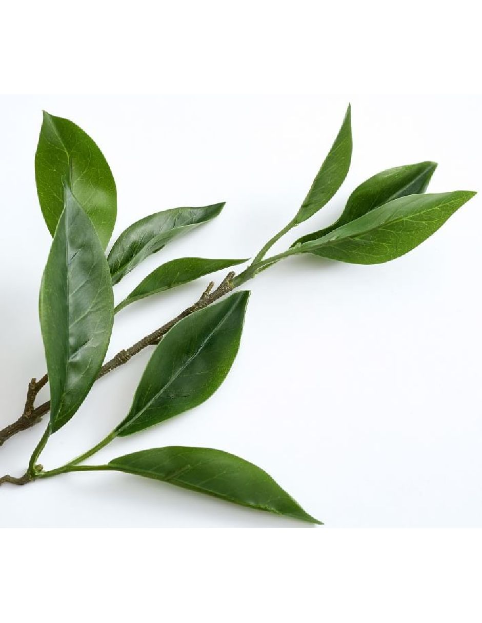 Hojas decorativa Bay Leaf