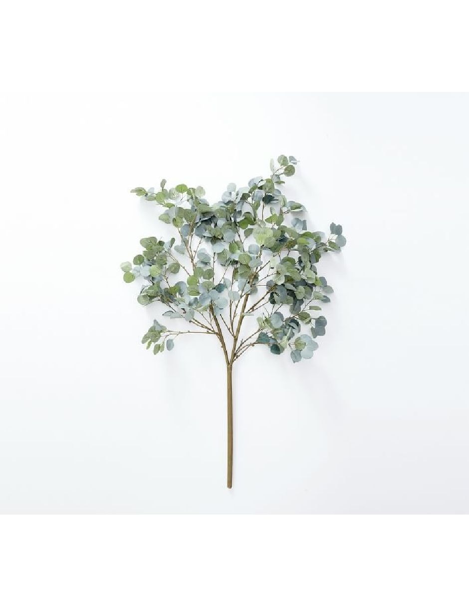 Eucalipto decorativo Silver Dollar