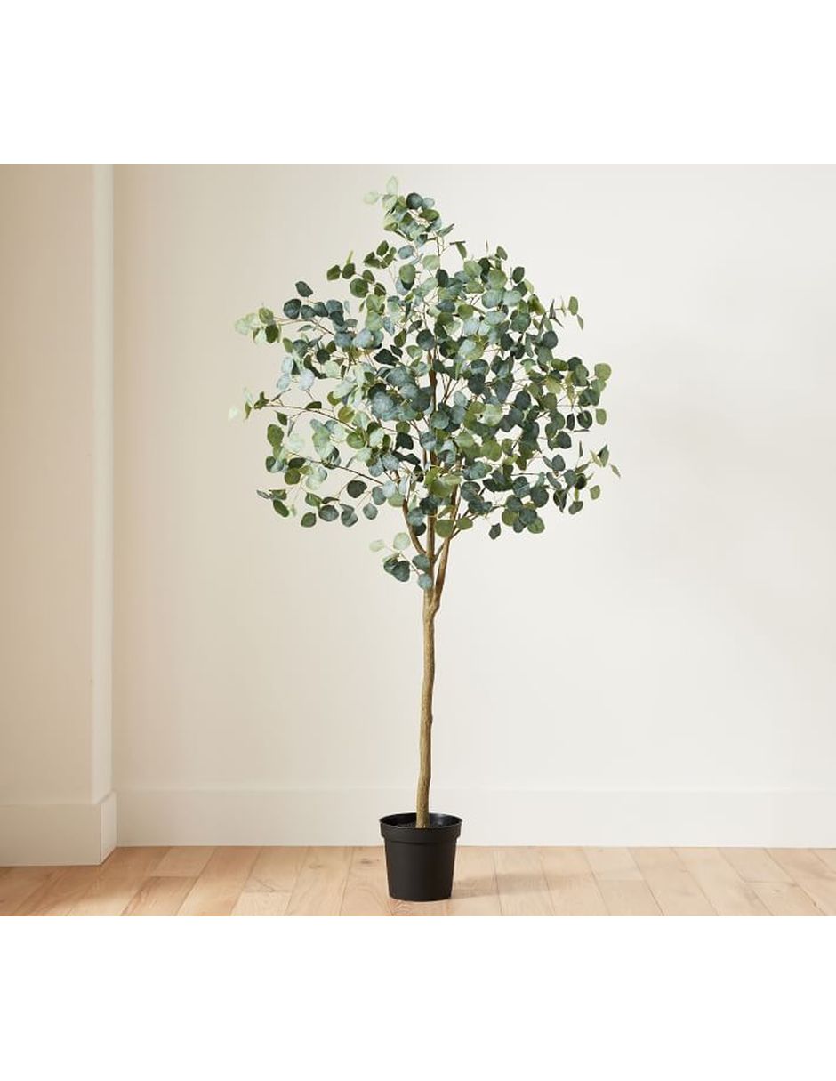 Árbol eucalipto Dollar Eucalyptus 213 cm con maceta