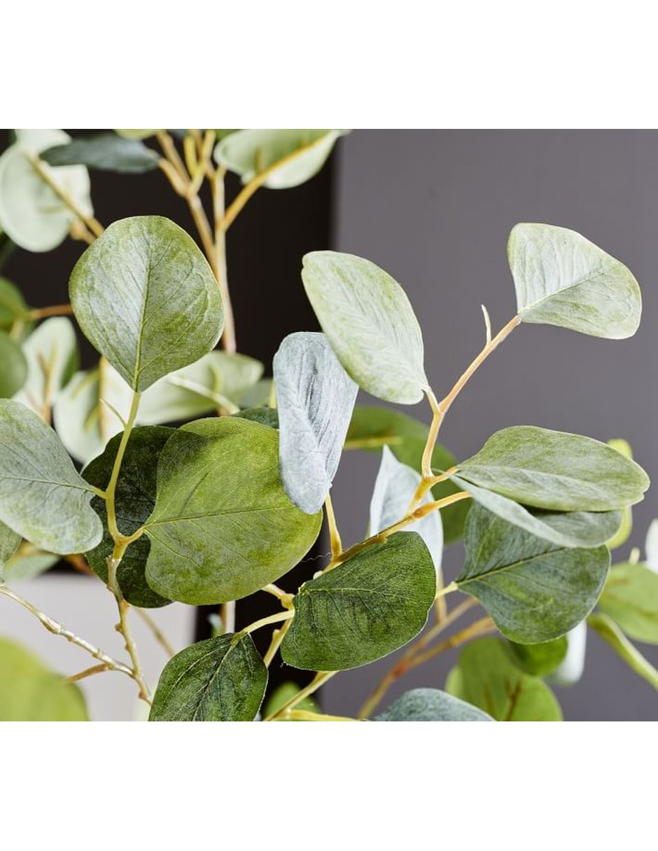 Árbol eucalipto Dollar Eucalyptus 213 cm con maceta