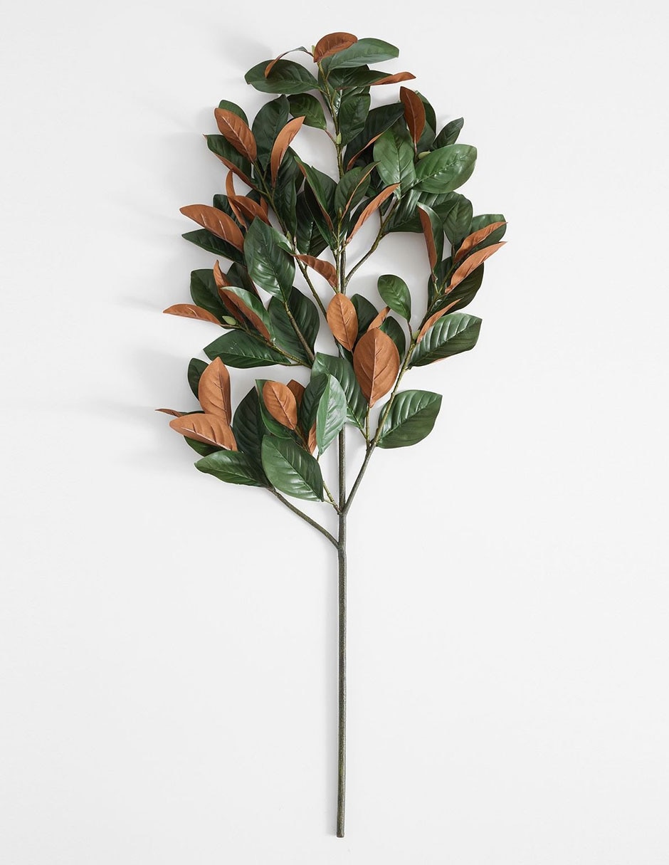 Magnolia decorativa branch