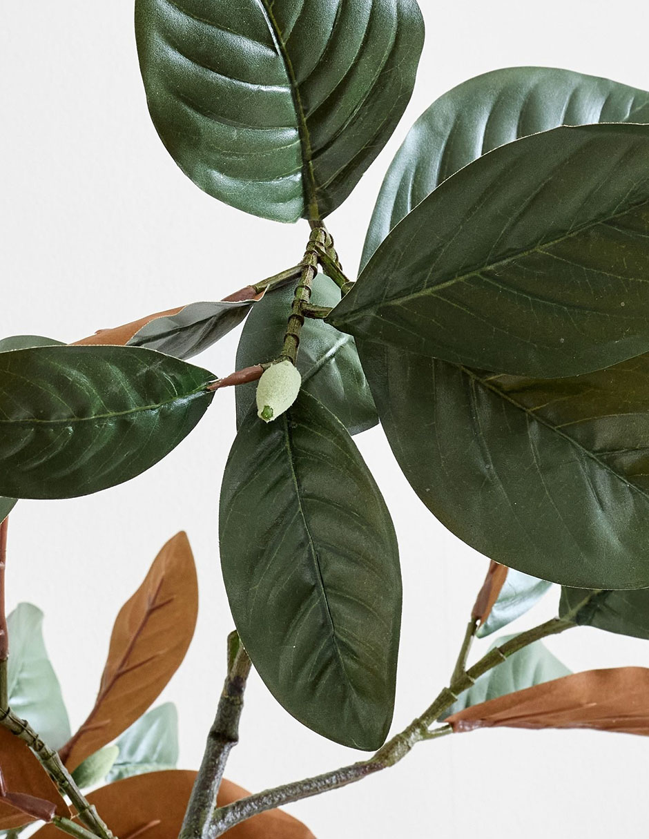 Magnolia decorativa branch 2