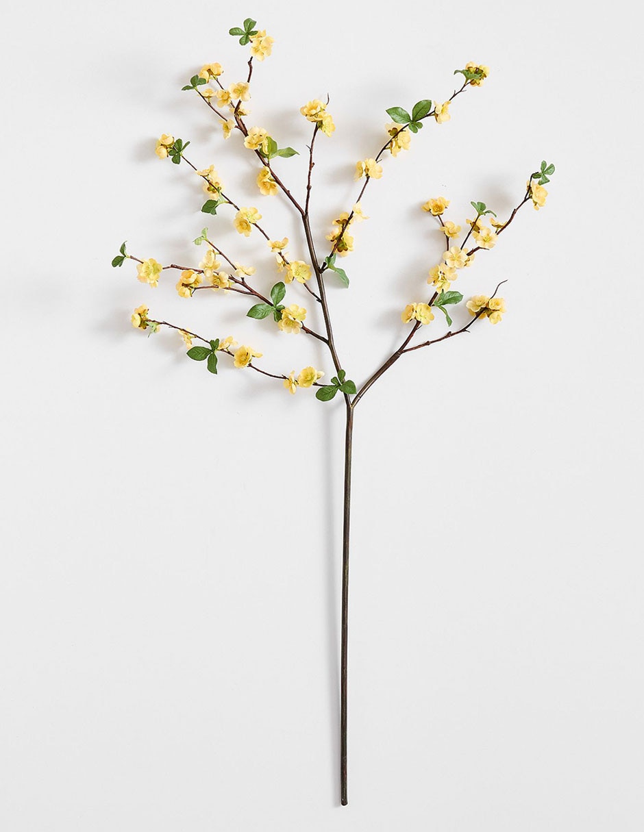 Membrillo decorativo Quince