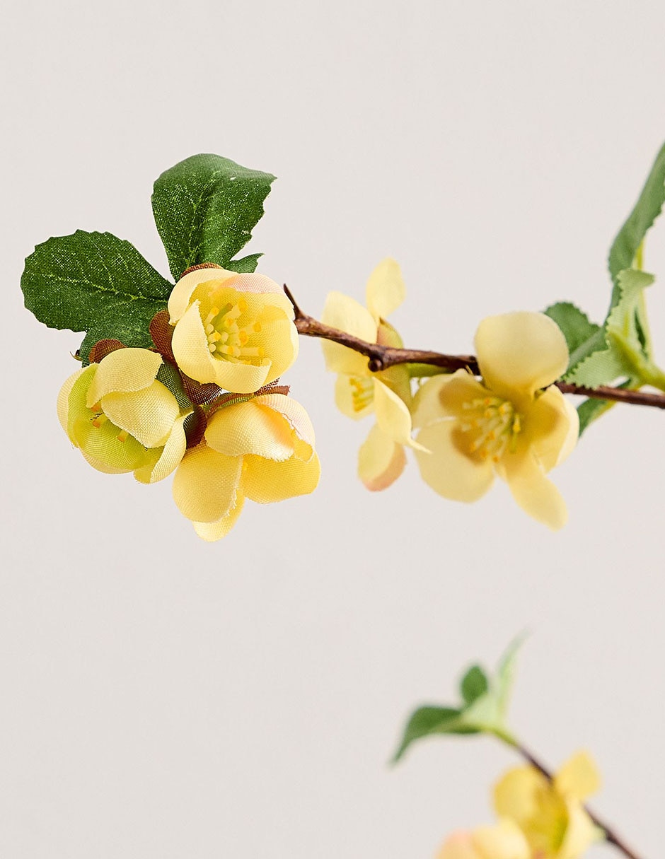 Membrillo decorativo Quince