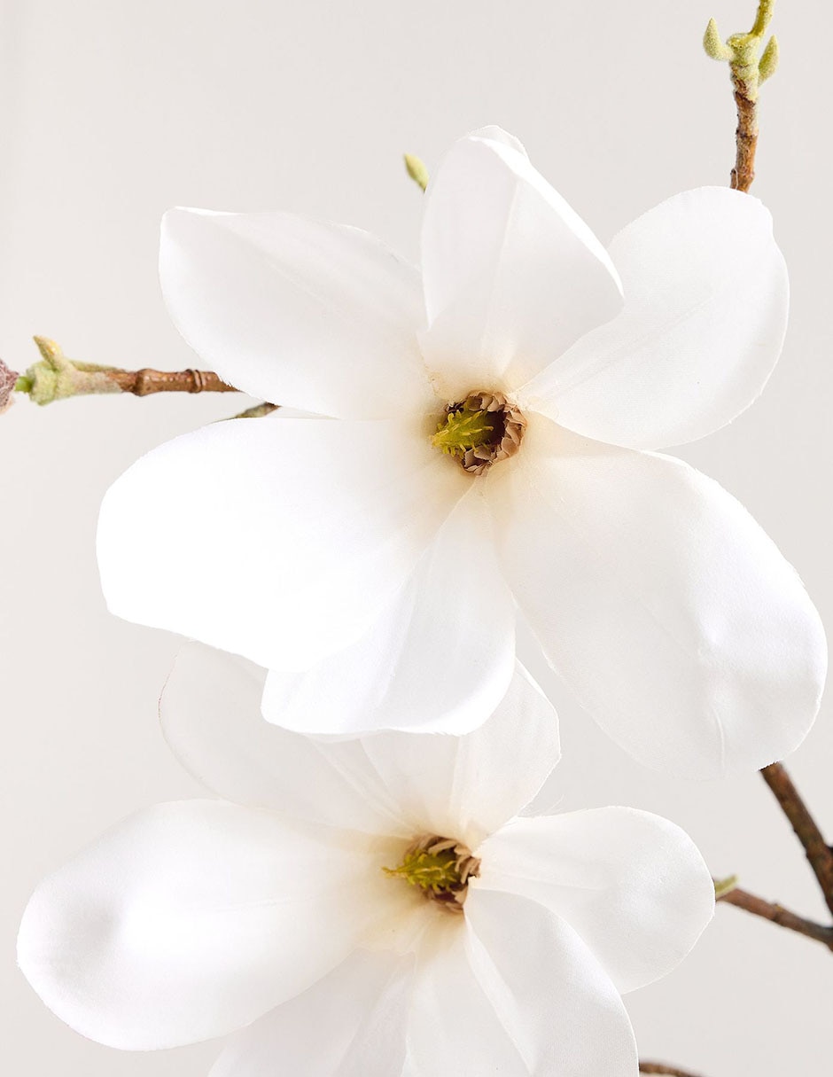 Magnolia decorativa Blooming Magnolia 5