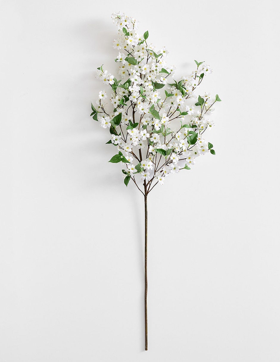Cornejo decorativo Blooming Dogwood