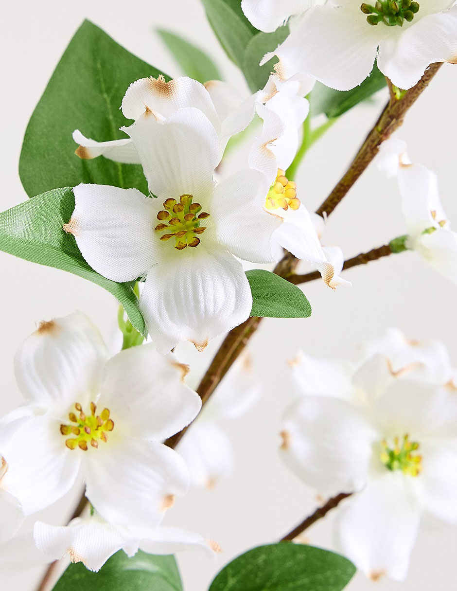 Cornejo decorativo Blooming Dogwood