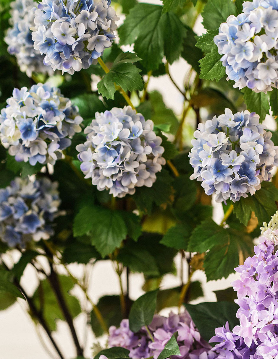 Hortensia decorativa Snowball