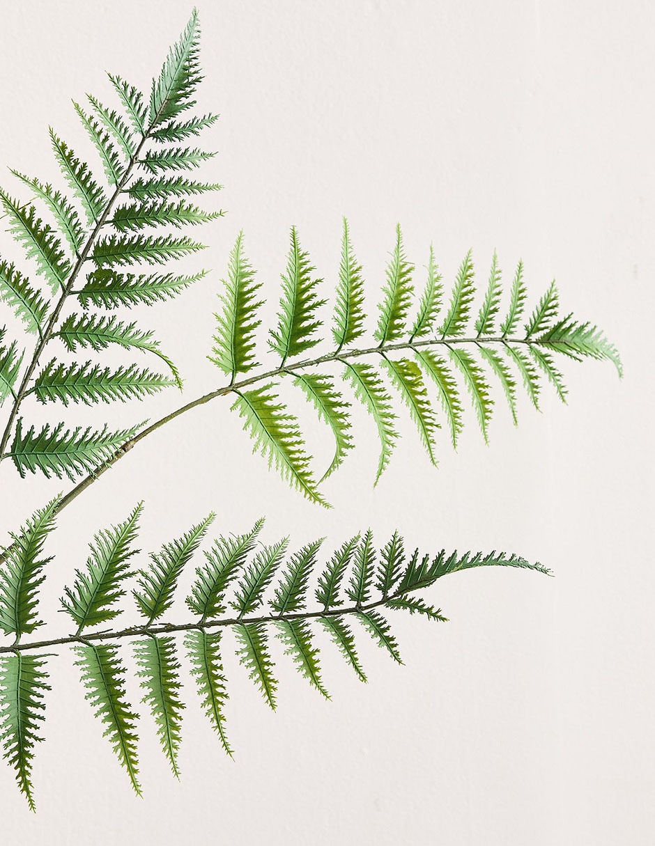 Helecho decorativo Oversized Fern