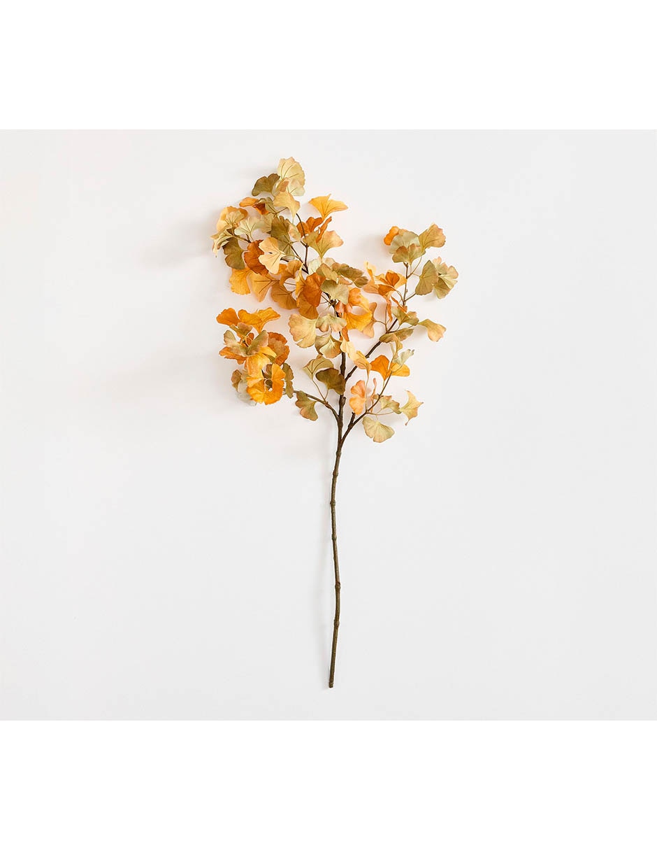Ginkgo biloba decorativa Ginkgo biloba decorativa